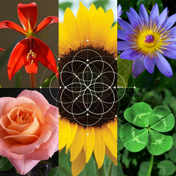 Flores